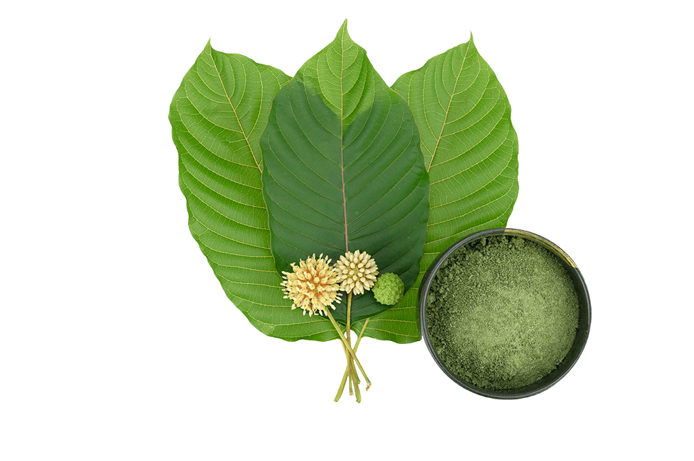 Fascinating Benefits of picking Kratom for health