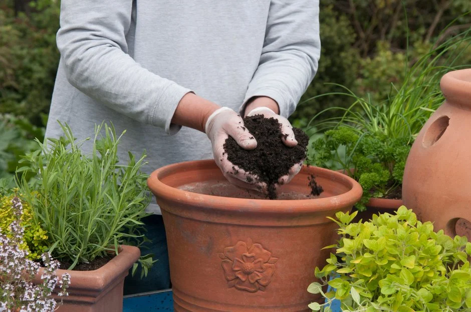 Finding Plant Containers Near Me: Tips for Locating the Best Local Suppliers