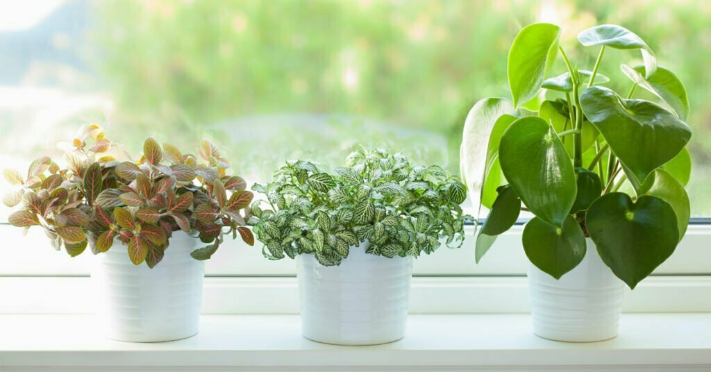 The Best Indoor Plants for Cleaner Air at Home