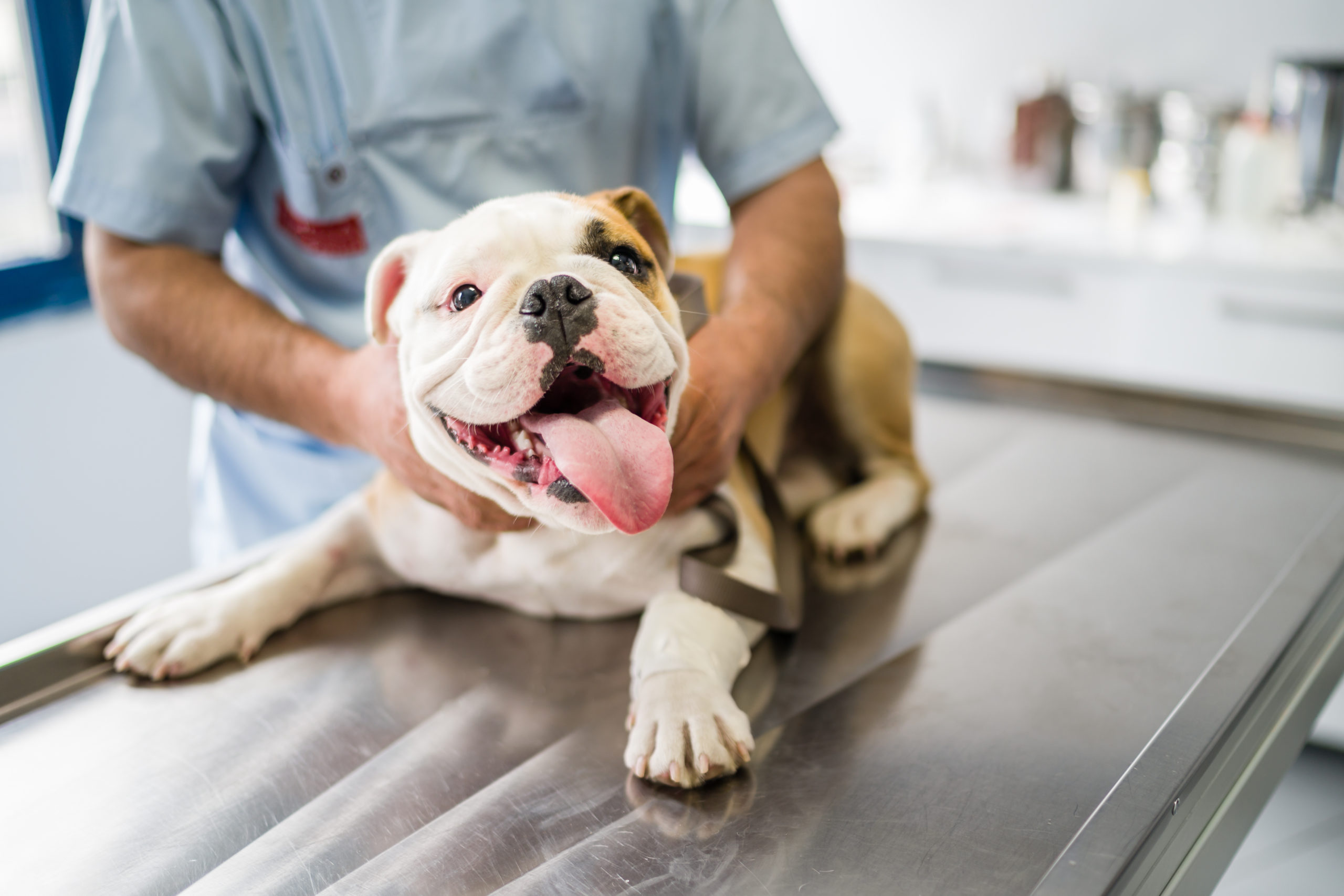 Choosing A Westlake Village Veterinary Clinic: Accreditation, Hours & Tech