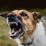 The Role Of Dog Bite Lawyers In Insurance Negotiations